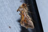 Chrysodeixis chalcites
