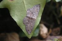 Cyclophora pendularia