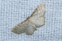 Idaea fuscovenosa