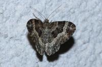 Epirrhoe alternata
