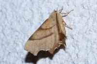 Ennomos erosaria