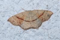 Cyclophora punctaria