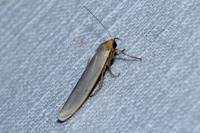 Eilema caniola
