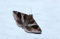 Dysgonia algira