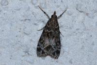 Eudonia mercurella