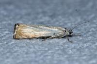 Chrysoteuchia culmella