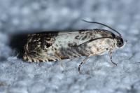 Pammene fasciana