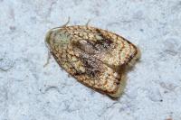 Acleris forsskaleana