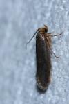 Cephimallota crassiflavella