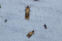 Batia lunaris