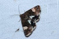 Tyta luctuosa