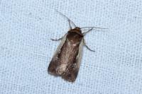 Ochropleura plecta