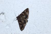 Autographa gamma