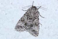 Acronicta megacephala