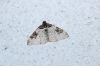 Xanthorhoe fluctuata
