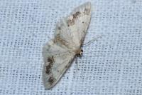 Idaea trigeminata