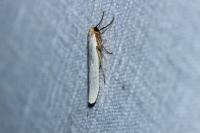 Eilema caniola