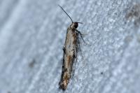 Epermenia aequidentella
