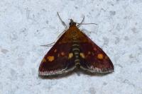 Pyrausta aurata