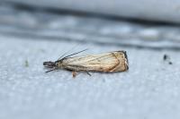 Chrysoteuchia culmella