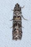 Dioryctria
