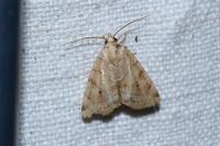 Cosmia trapezina