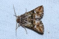 Calophasia lunula