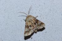 Eremobia ochroleuca