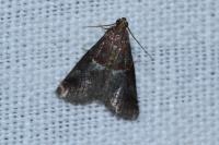 Acrobasis marmorea