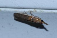 Etiella zinckenella