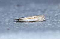 Crambus pascuella