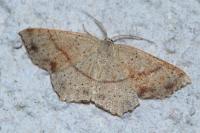 Cyclophora punctaria