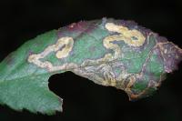 Stigmella aurella