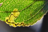 Stigmella malella