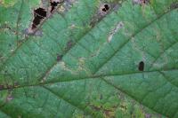 Stigmella microtheriella