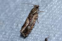 Zeiraphera isertana