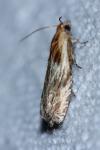 Eucosma cana