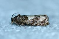 Epiblema scutulana