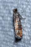 Clavigesta purdeyi
