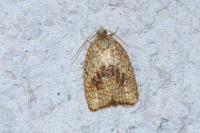 Acleris forsskaleana
