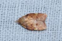 Carcina quercana