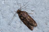 Hofmannophila pseudospretella