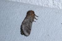 Thaumetopoea processionea
