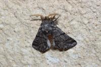 Thaumetopoea pityocampa