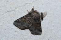 Gluphisia crenata