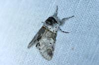 Furcula furcula