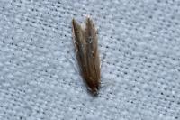 Limnaecia phragmitella