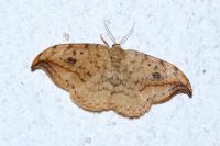 Drepana falcataria