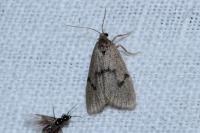 Apaidia mesogona