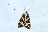 Euplagia quadripunctaria